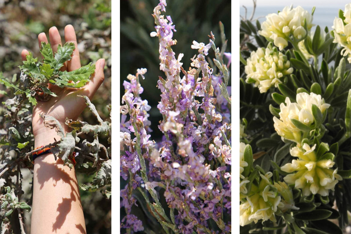 Componente Ecosistemica