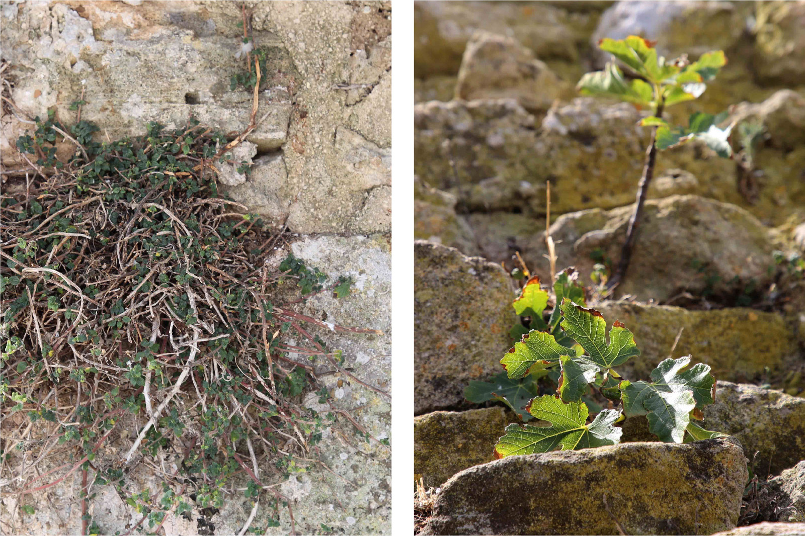 Vegetazione infestante